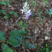 Dactylorhiza maculata (L.) Soó subsp. fuchsii (Druce) Hyl.<br />Orchidaceae<br /><br />Orchide di Fuchs<br />Orchis de Fuchs <br /> Fuchs' Gefleckte Fingerwurz<br />