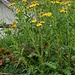 Senecio squalidus L.<br />Asteraceae<br /><br />Senbecione montanino<br />