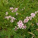Securigera varia (L.) Lassen<br />Plantaginaceae<br /><br />Cornetta ginestrina <br /> Coronille bigarrée <br />Bunte Kronwicke, Bunte Beilwicke