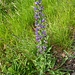 Echium vulgare L.<br />Boraginaceae<br /><br />Viperina azzurra <br /> Vipérine commune <br /> Gemeiner Natterkopf
