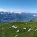 Hinderrugg: Zwischen den Nebelfetzen sind Glärnisch und Tödi auszumachen ..