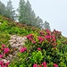 Frische Alpenrosen