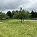 Rasenmäher