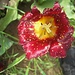 Im Schnittblumenfeld nahe Dunningen