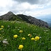 ...im Rückblick auf die Vordernberger Mauer zeigen sich die Alpenblumen...