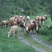 Morgenspaziergang im Regen