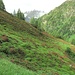 Alpenrosenblüte 
