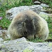 Bär