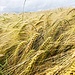 das Korn reift heran