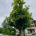 der Baum - mit bekanntem Ladennamen ...