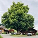 ein weiterer stattlicher Baumriese in Rüderswil ...