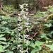tolle Waldhyazinthe