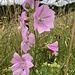 wunderschöne Blüten