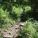 Der Gelbe-Wand-Steig führt im unteren Bereich im Wald nach oben, Trittstufen fordern die Oberschenkelmuskulatur heraus.