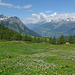 Schöne Blütenwiese vor dem Glishorn