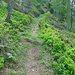 Im Wald ist der Weg auf den Hohture immer gut ersichtlich