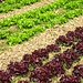 Ist der Kopfsalat jetzt rot oder grün?