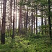 Morgenstimmung und unterwegs zum Felsenweg