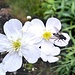Blumen mit Besuch