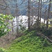 Der Feldsee - man nennt ihn auch das "dunkle Auge des Feldbergs"