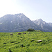 Alp Ladils