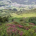 Die Alpenrosen blühen in voller Pracht