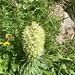 Strauss-Glockenblume.