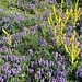 Üppige Blumenpracht am Strassenrand