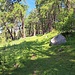 Der lichte Lärchenwald von Mahder