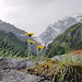 Blüemlidetail auf einem Stein in Nähe der Bürglialp.