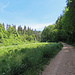 Die erste Hälfte der Wanderung verläuft mehrheitlich im Wald.