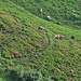 Die Alpen sind bestoßen, die Alpenrosen heißen das Vieh willkommen.