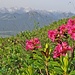 Aber auch die Alpenrosen versuchen ihre Farben ins Spiel zu bringen.