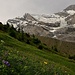 schöne Flora vor dem Balmhorn