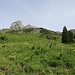 Blick über Blumenwiesen zum Giglturm