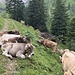 Kuhblockade auf dem Weg zur Oberschalzbachalpe