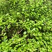 Wer sucht, findet noch Heidelbeeren.<br /><br />