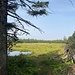 Noch ein Blick auf die Moorlandschaft.<br /><br />