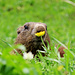 Während andere den Bergfrühling genossen.