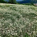 erigeron annuus 30 06 2024 bioggio