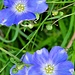 Gemeiner Lein