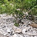 Wieder beim Hüttenweg wo auch der Gleggtobelweg hier her führt .