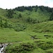Bömertalpe unter dem Elsenkopf - Alpenrosenparadies