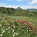 Wollgras und Alpenrosen