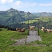Da wollte ich schaukeln und die Kuh stand im Weg...
