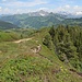 Alpenrosen & Heidelbeeren am Gratweg