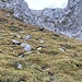 Oberhalb des rechten Steinbocks führt im Feld der Wanderweg entlang respektive hoch.