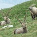 knackige Burschen