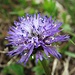 Kugelblume