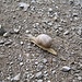Die Piste zieht sich endlos dahin, und gefühlt war ich nicht viel schneller unterwegs als diese Schnecke, die sich auch mit der Piste abmüht.